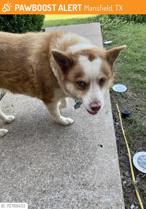 Found/Stray Female Dog last seen Ridgeoak and Windcastle, Mansfield, TX 76063