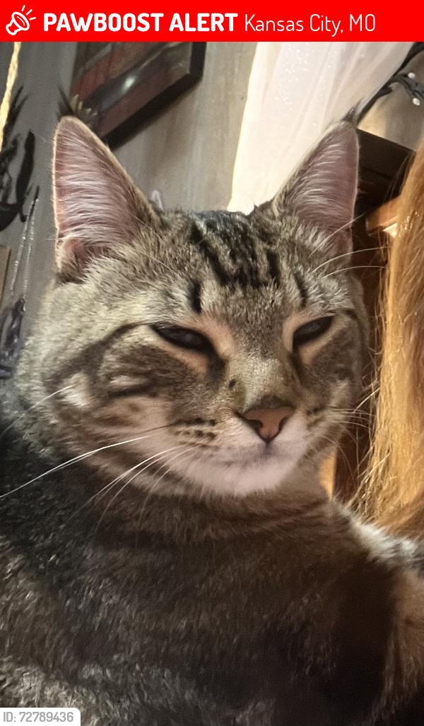 Lost Male Cat last seen Near terr, Kansas City, MO 64118
