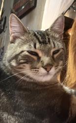 Lost Male Cat last seen Near terr, Kansas City, MO 64118