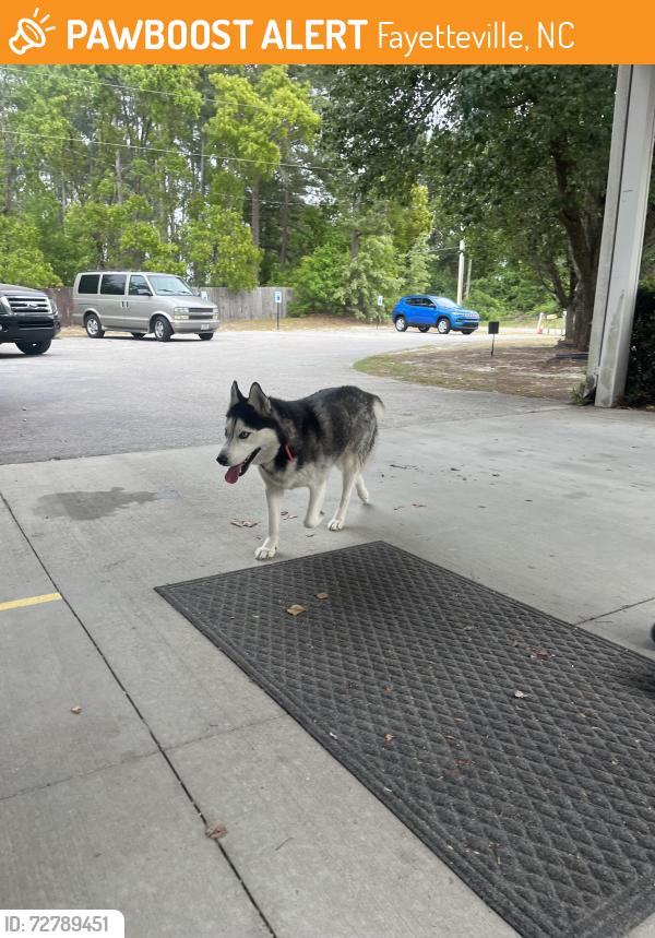 Found/Stray Male Dog last seen Crystal Springs Chapel, Fayetteville, NC 28306