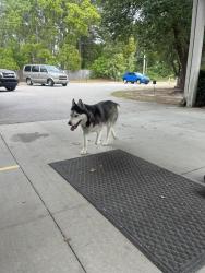 Found/Stray Male Dog last seen Crystal Springs Chapel, Fayetteville, NC 28306