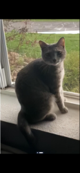 Lost Female Cat last seen Ottawa, Ohio 45875, Ottoville, OH 45844