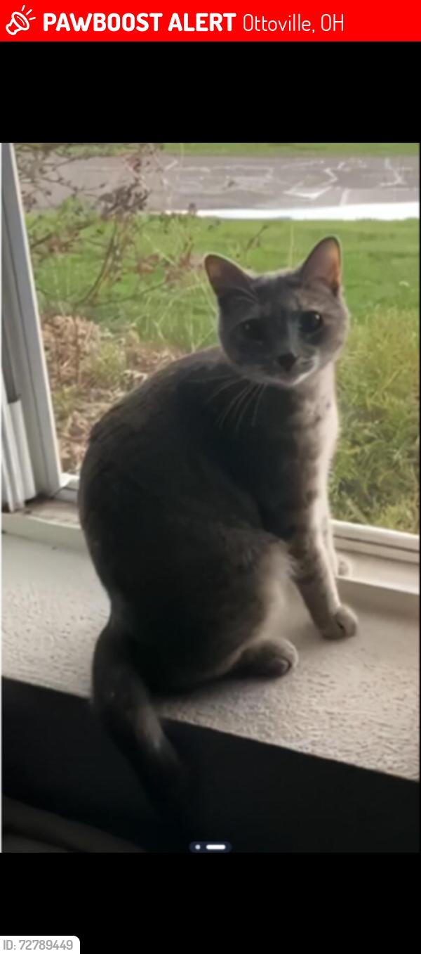 Lost Female Cat last seen Ottawa, Ohio 45875, Ottoville, OH 45844