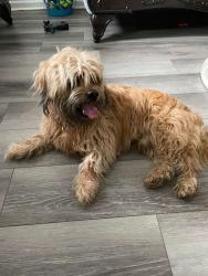 Found/Stray Unknown Dog last seen Garden lakes , Rome, GA 30165