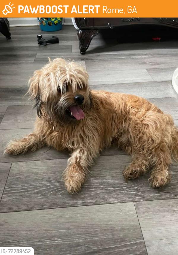 Found/Stray Unknown Dog last seen Garden lakes , Rome, GA 30165