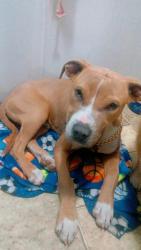 Lost Male Dog last seen San Francisco/ Hallmark Ave NE , Albuquerque, NM 87109