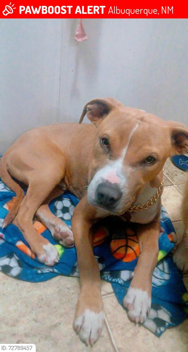 Lost Male Dog last seen San Francisco/ Hallmark Ave NE , Albuquerque, NM 87109