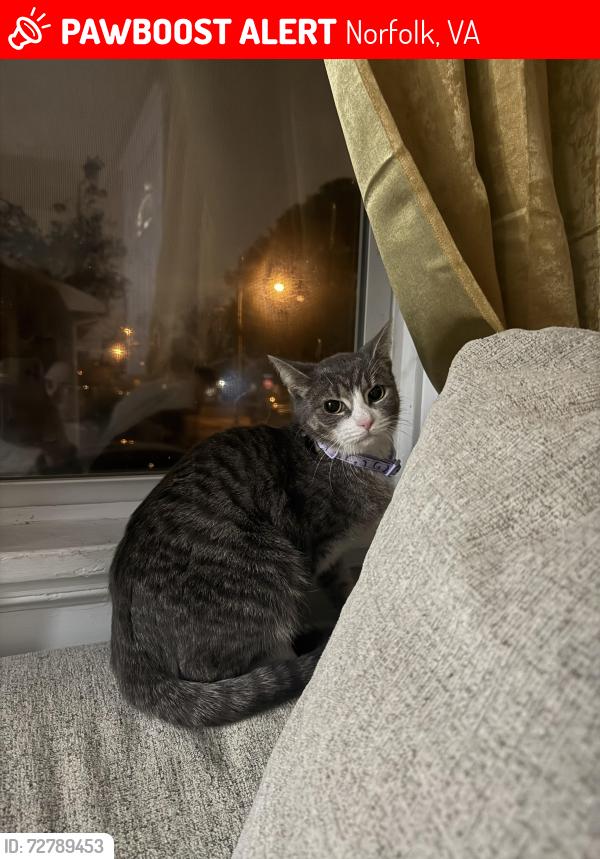 Lost Female Cat last seen Morrison Road Norfolk 23504 Broadcreek area, Norfolk, VA 23510