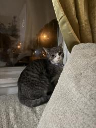 Lost Female Cat last seen Morrison Road Norfolk 23504 Broadcreek area, Norfolk, VA 23510