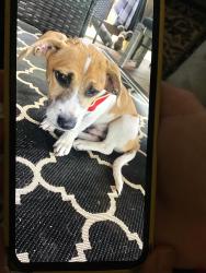 Found/Stray Male Dog last seen Gillespie street before you get  to highway 87, Fayetteville, NC 28306