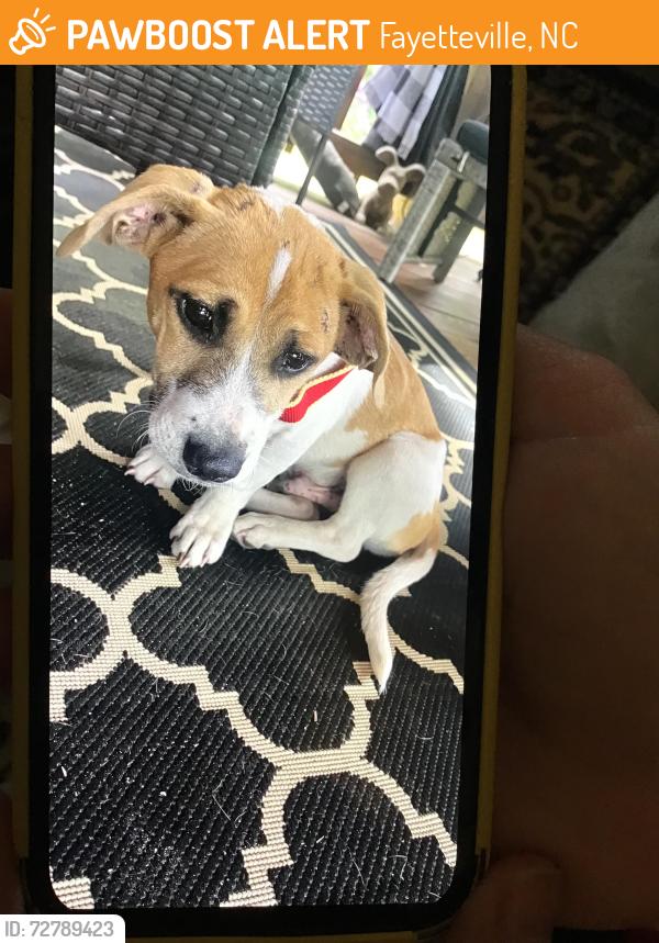 Found/Stray Male Dog last seen Gillespie street before you get  to highway 87, Fayetteville, NC 28306