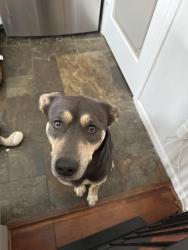 Found/Stray Male Dog last seen Woodway, Houston, TX 77057