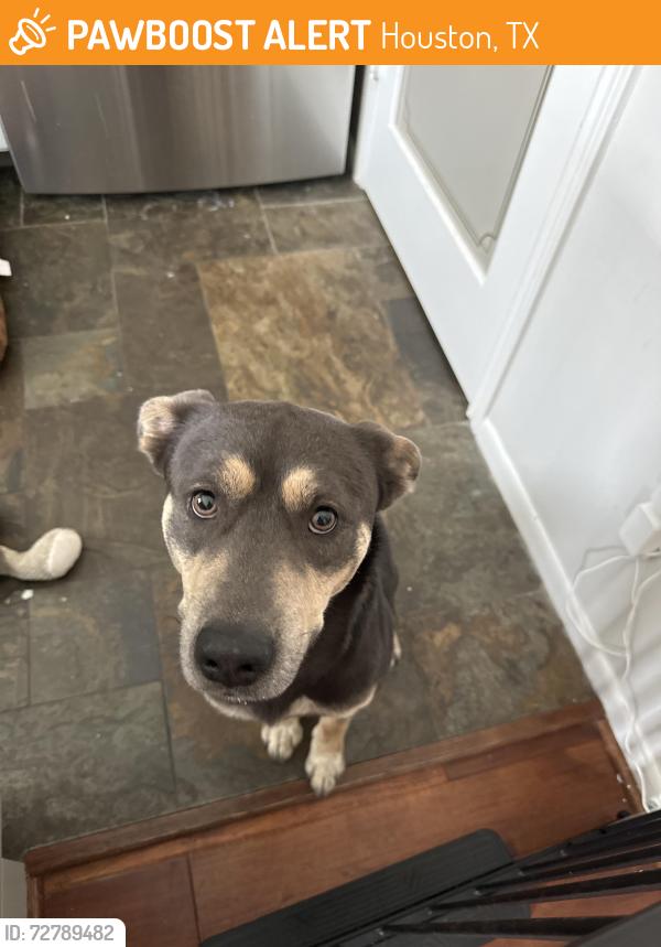 Found/Stray Male Dog last seen Woodway, Houston, TX 77057