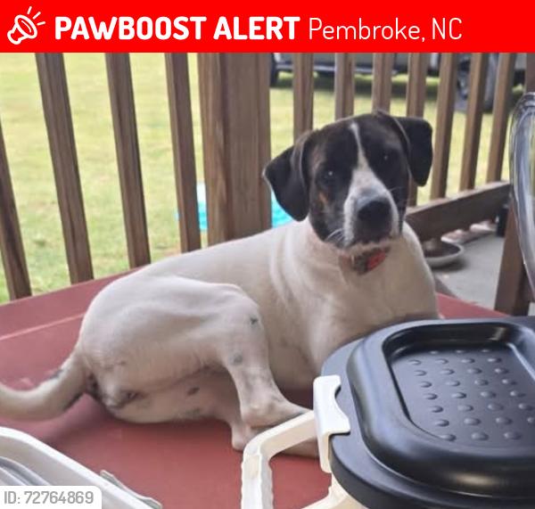 Lost Female Dog last seen Hezekiah road and 710, Pembroke, NC 28372