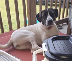 Lost Female Dog last seen Hezekiah road and 710, Pembroke, NC 28372