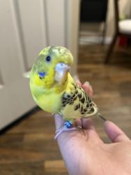 Lost Female Bird last seen Homestead park, Irvine, CA 92602