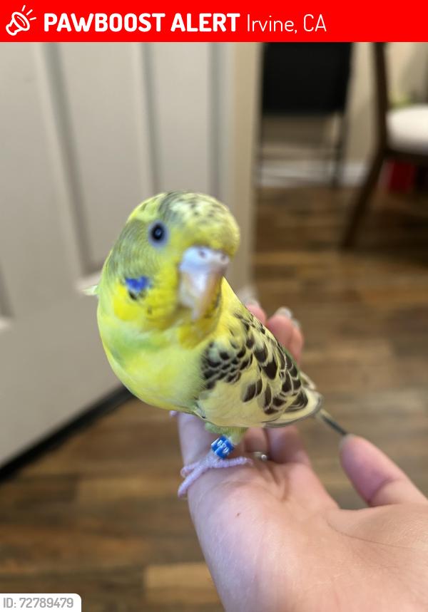 Lost Female Bird last seen Homestead park, Irvine, CA 92602