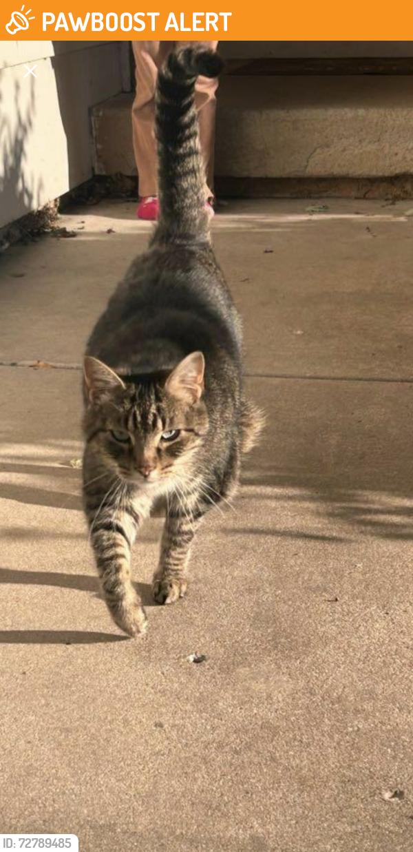 Found/Stray Male Cat last seen 13th and Ridge, Delano Township, KS 67212