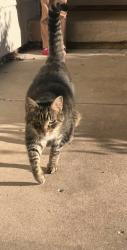 Found/Stray Male Cat last seen 13th and Ridge, Delano Township, KS 67212