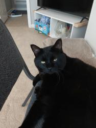 Lost Male Cat last seen Eventide drive, Murfreesboro, TN 37130