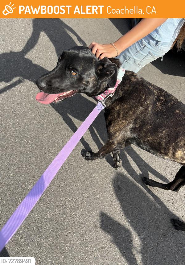 Found/Stray Female Dog last seen Capitola , Coachella, CA 92236