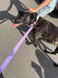 Found/Stray Female Dog last seen Capitola , Coachella, CA 92236
