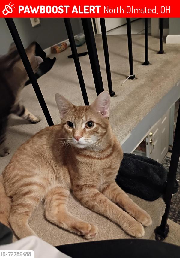 Lost Male Cat last seen Walmart across the street, 480 right behind 😔, North Olmsted, OH 44070