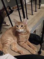 Lost Male Cat last seen Walmart across the street, 480 right behind 😔, North Olmsted, OH 44070
