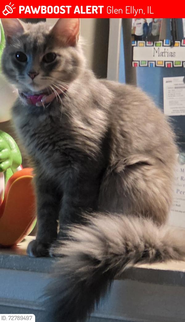 Lost Female Cat last seen The cat was near apmt 9 but I live their then bou went somewhere , Glen Ellyn, IL 60137