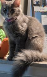 Lost Female Cat last seen The cat was near apmt 9 but I live their then bou went somewhere , Glen Ellyn, IL 60137