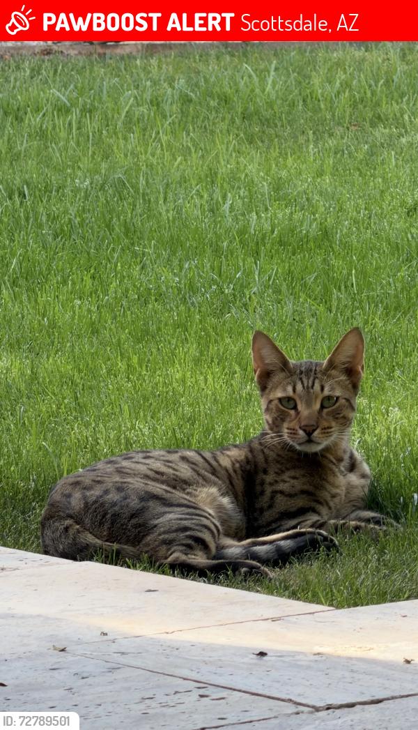 Lost Male Cat last seen 61st and camelback , Scottsdale, AZ 85251