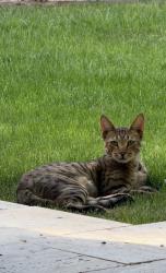 Lost Male Cat last seen 61st and camelback , Scottsdale, AZ 85251