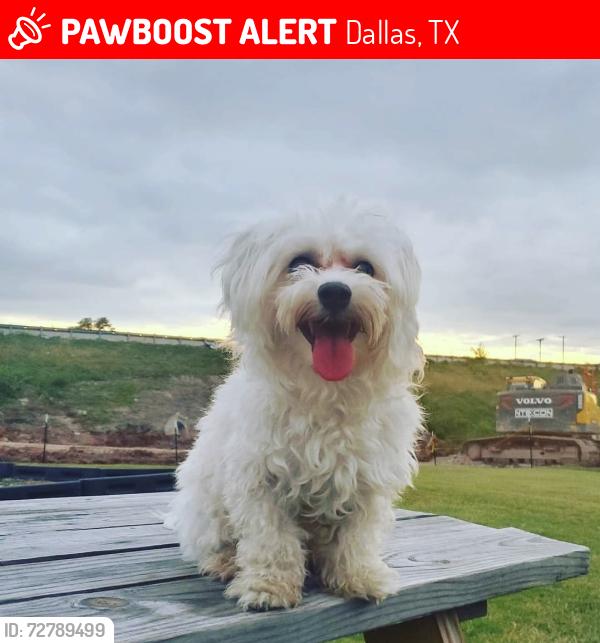 Lost Male Dog last seen BELT LINE RD AND SEAGOVILLE RD & Highway 175, Dallas, TX 75253