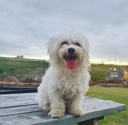 Lost Male Dog last seen BELT LINE RD AND SEAGOVILLE RD & Highway 175, Dallas, TX 75253