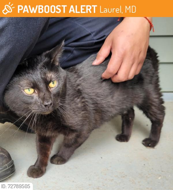 Found/Stray Male Cat last seen Middletowne apmts, Laurel, MD 20707