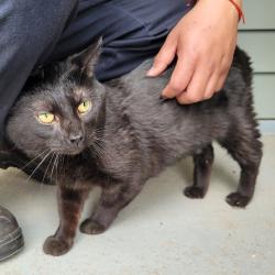 Found/Stray Male Cat last seen Middletowne apmts, Laurel, MD 20707