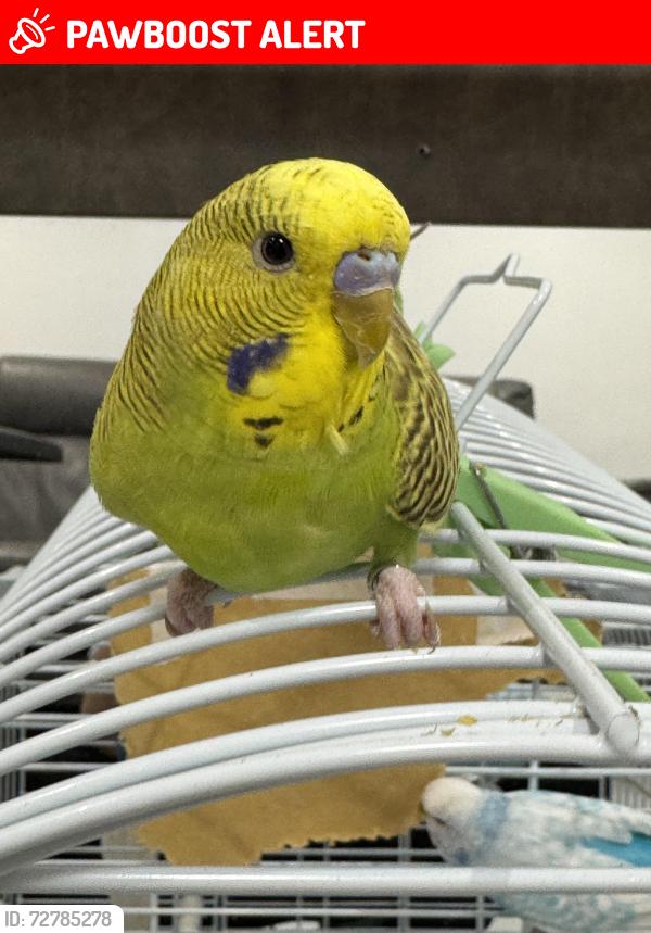 Lost Male Bird last seen Roundabout, Droylsden, England M43