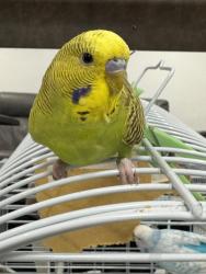 Lost Male Bird last seen Roundabout, Droylsden, England M43