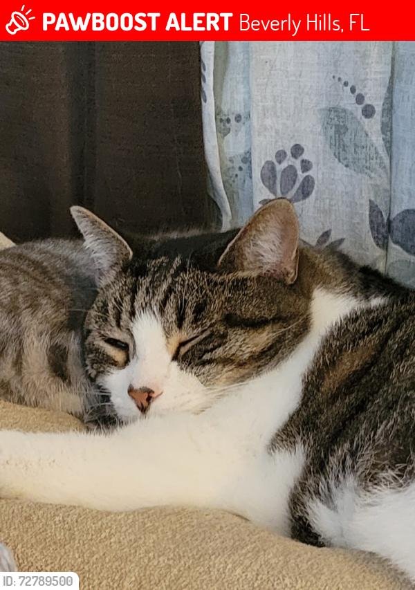 Lost Male Cat last seen S Adams and Roosevelt , Beverly Hills, FL 34465