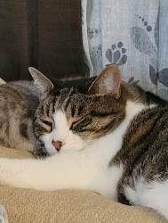 Lost Male Cat last seen S Adams and Roosevelt , Beverly Hills, FL 34465
