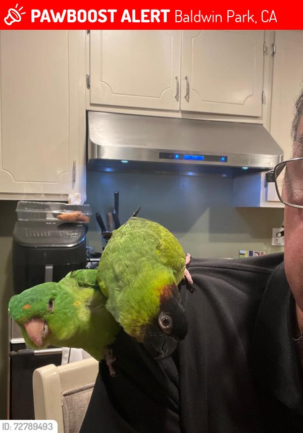 Lost Female Bird last seen Los Angeles st and MainSt, Baldwin Park, CA 91706