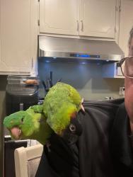 Lost Female Bird last seen Los Angeles st and MainSt, Baldwin Park, CA 91706