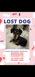 Lost Male Dog last seen Santa Fe and 4th St, Oklahoma City, OK 73170