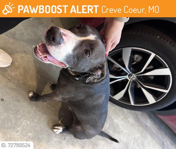 Found/Stray Male Dog last seen Olive & Tempo, Creve Coeur, MO 63141