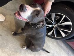 Found/Stray Male Dog last seen Olive & Tempo, Creve Coeur, MO 63141