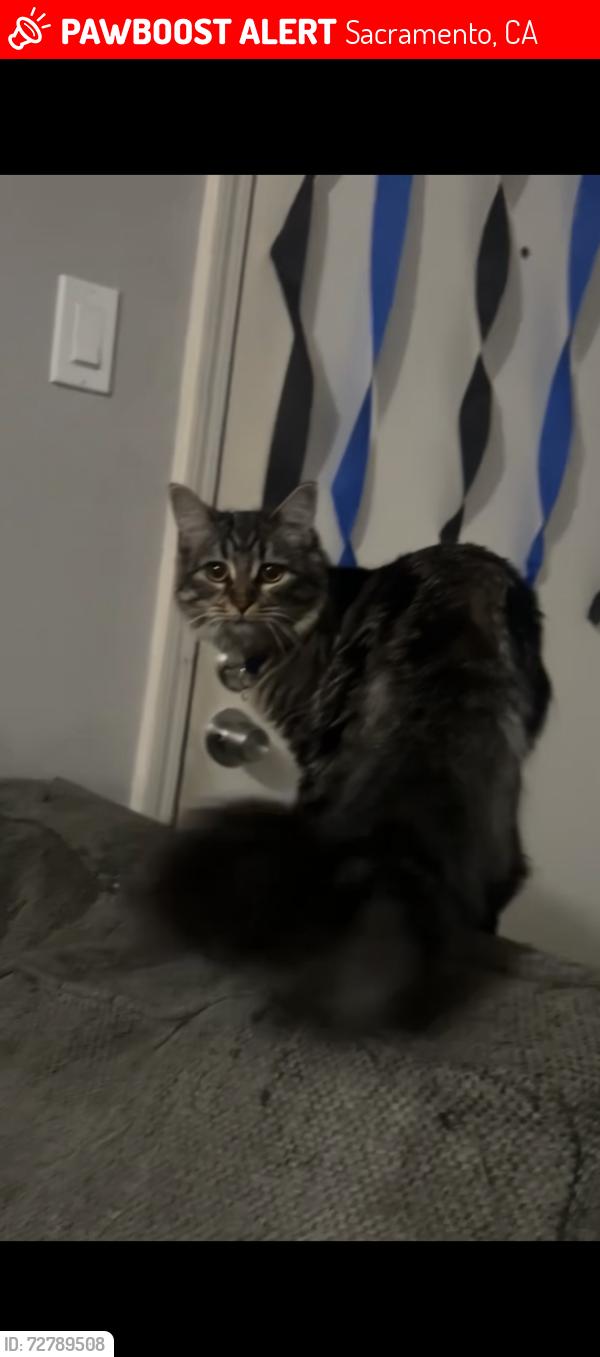 Lost Female Cat last seen El Camino (where the Raising Canes is located), Sacramento, CA 95821