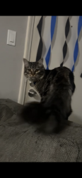 Lost Female Cat last seen El Camino (where the Raising Canes is located), Sacramento, CA 95821