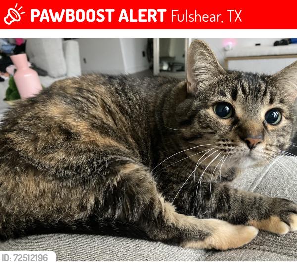 Lost Female Cat last seen Sethora Hill / Lake Hill Farm Way, Fulshear, TX 77441