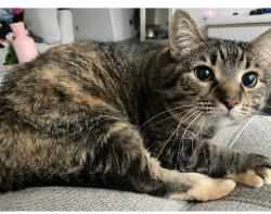 Lost Female Cat last seen Sethora Hill / Lake Hill Farm Way, Fulshear, TX 77441