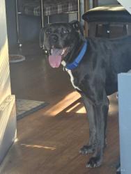 Found/Stray Male Dog last seen Hwy 23 south  x. Brown Ln. , Franklin County, AR 72949